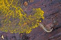 Blob dans son environnement naturel - Myxomycète 